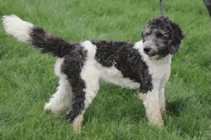 JONGE REU NINO MENSGERICHT EN VROLIJK VERBLIJFT IN NEDERLAND, Dieren en Toebehoren, Honden | Niet-rashonden, Middel, Reu, Particulier