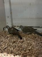 Diamantduiven, Geslacht onbekend, Tropenvogel