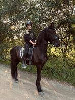 Ruiter beleerder/doorrijder aangeboden!, Dieren en Toebehoren, Paarden en Pony's | Overige Paardenspullen, Ophalen