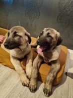 Tekoop nog 1 mooie Kangal pup reu! Geboren 04-12-2023, Dieren en Toebehoren, Honden | Herdershonden en Veedrijvers, Particulier