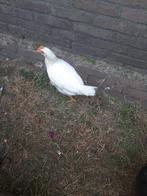 Jonge witte haan, Dieren en Toebehoren, Pluimvee, Mannelijk, Kip