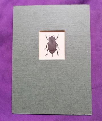 Franse kopergravure insect -Entomologie prent - 1799 beschikbaar voor biedingen