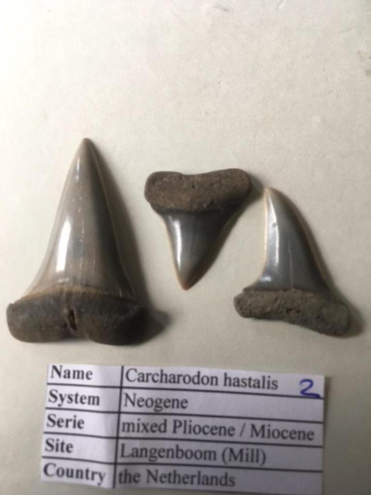Fossiele haaientanden set uit Mill: C. hastalis (2), Verzamelen, Mineralen en Fossielen, Fossiel, Ophalen of Verzenden
