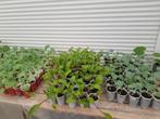 Groenteplanten, Tuin en Terras, Planten | Tuinplanten, Ophalen, Groenteplanten