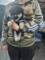 Pomeriaantjes mogen nestje verlaten, 8 tot 15 weken, Meerdere, Meerdere dieren, Nederland