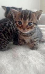 Kittens, Ophalen of Verzenden