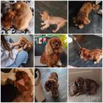 Dekreu cavalier king charles spaniël, Reu, Eén hond, Spaniël, 3 tot 5 jaar