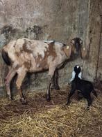 Mooie koppel Nubische geiten, Dieren en Toebehoren, Schapen, Geiten en Varkens, Meerdere dieren, Geit