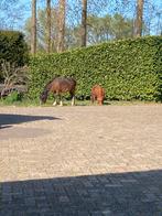 Welsh van 25 zoekt klein maatje op leeftijd., Weidegang, 1 paard of pony
