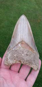 Onderkaakse Megalodon haaientand fossiel uit Indonesië, Ophalen of Verzenden, Fossiel