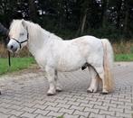 Goedgekeurde Deense Shetlander hengst, Dieren en Toebehoren, Pony's, Niet van toepassing, Hengst, A pony (tot 1.17m), 11 jaar of ouder
