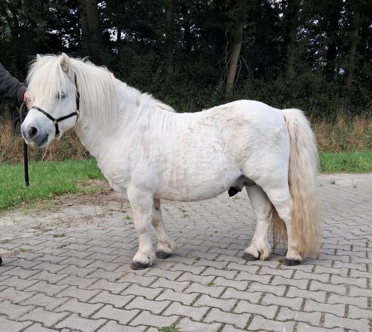 Goedgekeurde Deense Shetlander hengst, Dieren en Toebehoren, Pony's, Hengst, Niet van toepassing, A pony (tot 1.17m), Recreatiepony