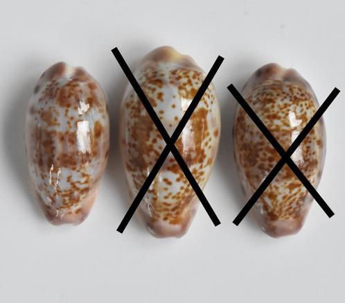 Schelpen: Cypraea picta 21,8-25mm (Gem) Mooi patroon!, Verzamelen, Mineralen en Fossielen, Schelp(en), Ophalen of Verzenden