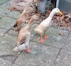 Fleseend/loopeenden, Meerdere dieren, Eend