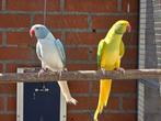 Complete collectie Halsbandparkieten, Meerdere dieren, Parkiet, Geringd