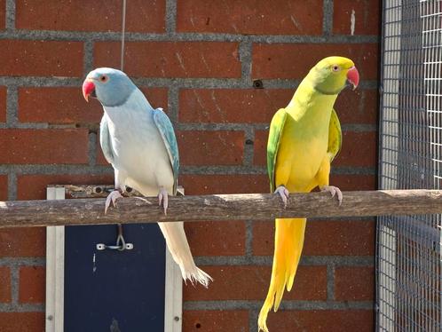Complete collectie Halsbandparkieten, Dieren en Toebehoren, Vogels | Parkieten en Papegaaien, Parkiet, Meerdere dieren, Geringd