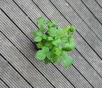 Framboos herfst, Ophalen, Overige soorten, Minder dan 100 cm