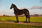 Tekoop: Friese Jaarling Merrie, Merrie, Dressuurpaard, 0 tot 2 jaar