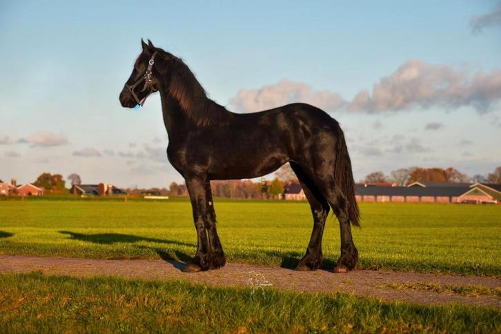 Tekoop: Friese Jaarling Merrie, Dieren en Toebehoren, Paarden, Merrie, 0 tot 2 jaar, Dressuurpaard