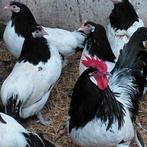 Lakenvelder kippen groot., Dieren en Toebehoren, Vrouwelijk, Kip