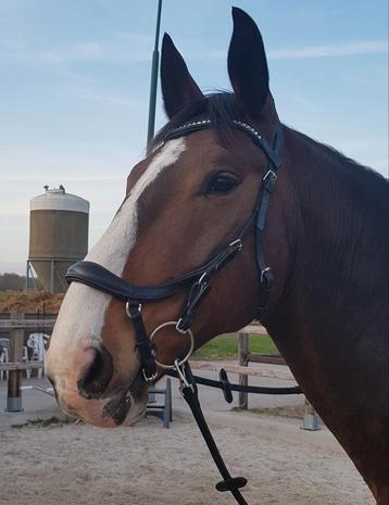 Torsy bridle basic deluxe maat Full hoofdstel  beschikbaar voor biedingen
