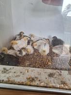 Bonte chinese dwergkwartels, Dieren en Toebehoren, Vogels | Kanaries