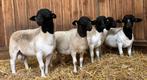 Stamboek Dorper ram lammeren, Dieren en Toebehoren, Mannelijk, Schaap, 0 tot 2 jaar