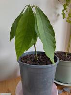 Avocado plant, Huis en Inrichting, Kamerplanten, Ophalen, Overige soorten, Minder dan 100 cm