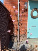 Prachtige magnolia struik (boom), Tuin en Terras, Planten | Bomen, Ophalen of Verzenden