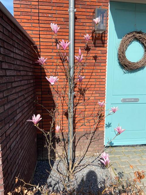 Prachtige magnolia struik (boom), Tuin en Terras, Planten | Bomen, Overige soorten, Volle zon, Ophalen of Verzenden