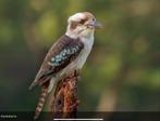 Kookaburra’s, Meerdere dieren, Geringd