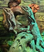 1-1 Chlamydosaurus kingii / kraaghagedissen, Dieren en Toebehoren, Reptielen en Amfibieën, Hagedis, Tam