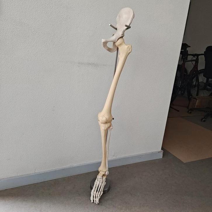 Beenskelet (kunststof) op standaard, Diversen, Verpleegmiddelen, Ophalen