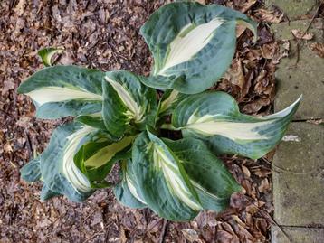 Veel soorten Hosta te koop