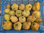 Kweepeer Oogst uit Eigen Tuin, Ophalen, Overige soorten
