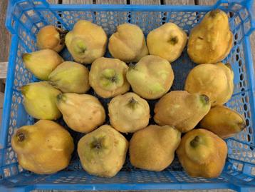 Kweepeer Oogst uit Eigen Tuin beschikbaar voor biedingen