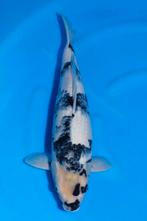 HQ++ Shiro Utsuri met 60 Omosako, Dieren en Toebehoren, Vissen | Vijvervissen, Karper of Koi