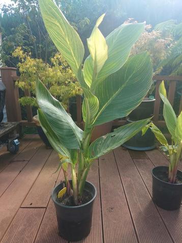 Canna Pretoria planten vanaf 10€ beschikbaar voor biedingen