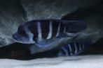 Kweekgroep - Cyphotilapia Frontosa Blue Zaire Moba, Dieren en Toebehoren, Vissen | Aquariumvissen, Vis, Zoetwatervis, Schoolvis