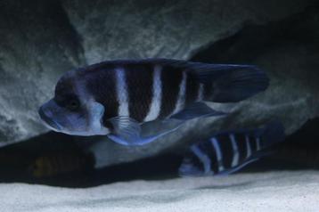 Kweekgroep - Cyphotilapia Frontosa Blue Zaire Moba beschikbaar voor biedingen