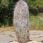 Te koop gevraagd  Oreocereus celsianus - Zilverkaars cactus, Volle zon, Vaste plant, Bloeit niet, Ophalen