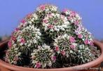 Cactus Mammillaria Compressa in de 32 cm schaal., Ophalen of Verzenden, Minder dan 100 cm, Bloeiende kamerplant, Volle zon