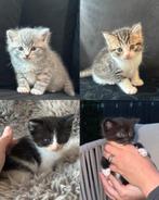 Britse korthaar / langhaar kittens 🐾, Dieren en Toebehoren, Katten en Kittens | Overige Katten, Meerdere dieren