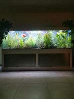 Groot aquarium 250 x 80 x 80, Dieren en Toebehoren, Ophalen, Zo goed als nieuw, Gevuld zoetwateraquarium