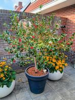 Te koop hulst  bomen met pot, Tuin en Terras, Planten | Bomen, Ophalen of Verzenden, Overige soorten