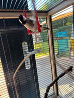 Witoor buulbuul 0-1, Dieren en Toebehoren, Vogels | Overige Vogels, Vrouwelijk, Tropenvogel, Geringd