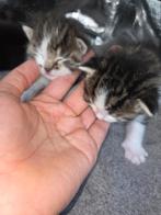 kittens zoeken een goud mandje, Meerdere dieren