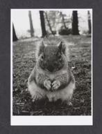 Eekhoorn Zwart Wit., Verzamelen, Ansichtkaarten | Dieren, Ophalen of Verzenden, 1980 tot heden, Ongelopen, Knaagdier