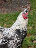 2 prachtige lieve hanen mix zijdehoen/ wyandotte en 1 zijdeh, Dieren en Toebehoren, Pluimvee, Mannelijk, Kip