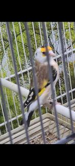 Mooi vogel pop 2025, Dieren en Toebehoren, Vogels | Overige Vogels, Vrouwelijk